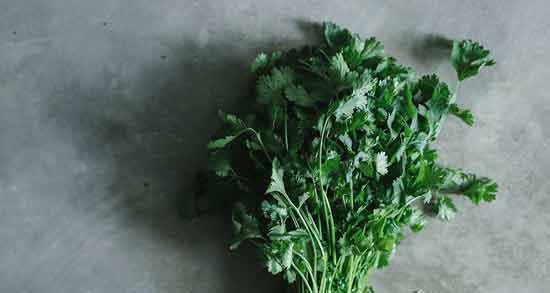 خواص آب گشنیز برای کلیه ؛ خاصیت خوردن آب گشنیز برای درمان سنگ کلیه