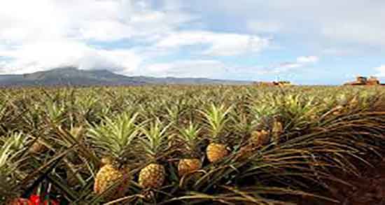 خواص آناناس برای چشم و خاصیت خوردن اناناس برای تقویت بینایی خواص آناناس برای چشم ؛ خاصیت خوردن اناناس برای تقویت بینایی