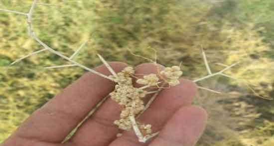 خواص افتیمون برای لاغری نی نی سایت و کاهش وزن با خوردن افتیمون خواص افتیمون برای لاغری نی نی سایت ؛ کاهش وزن با خوردن افتیمون