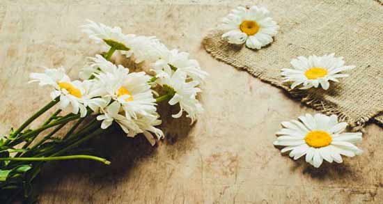خواص بابونه برای معده نی نی سایت ؛ فواید مصرف بابونه برای سلامت معده