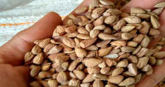 خواص بادام کوهی برای دیابت ؛ خاصیت مصرف بادام کوهی برای افراد دیابتی