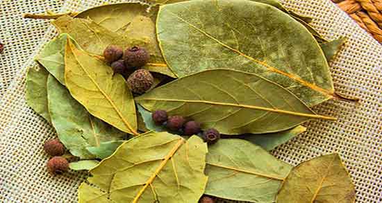 خواص برگ بو برای ثروت ایا دود برگ بوی خشک شده برای ثروتمندی خوبه