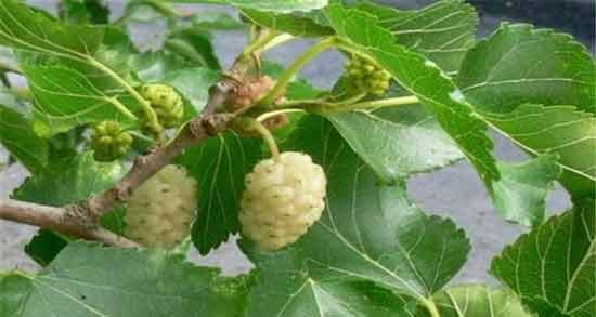 خواص برگ توت برای دیابت ؛ خاصیت استفاده از برگ توت برای تنظیم قندخون