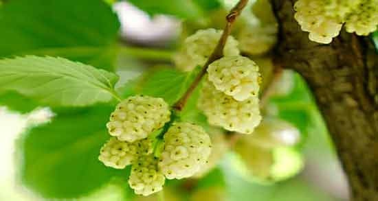 خواص برگ توت برای مو ؛ تقویت و افزایش رشد مو با برگ توت