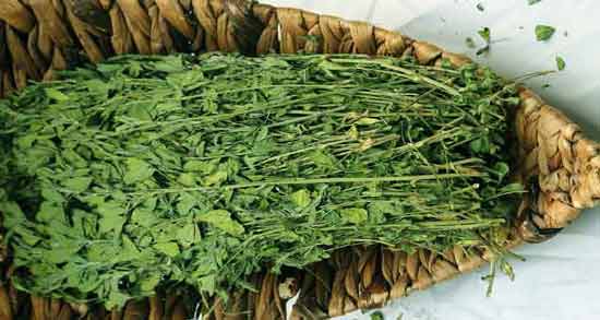 خواص برگ خشک یونجه ؛ درمان کم خونی با مصرف برگ خشک یونجه