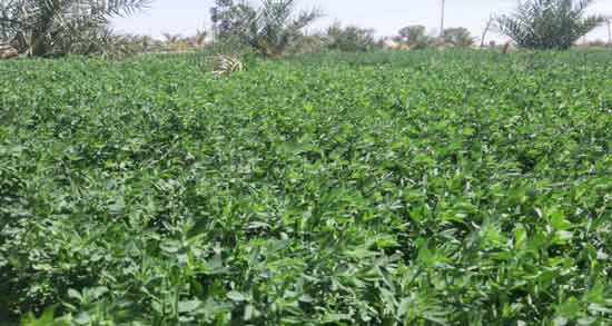 خواص برگ یونجه برای دیابت ؛ تنظیم قند خون با مصرف برگ یونجه