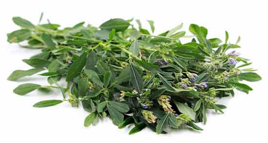خواص برگ یونجه در دیابت ؛ آشنایی با فواید مصرف برگ یونجه برای بیماری دیابت