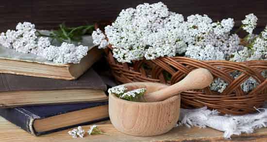 خواص بومادران برای سرماخوردگی ؛ خاصیت خوردن بومادران برای درمان سرماخوردگی