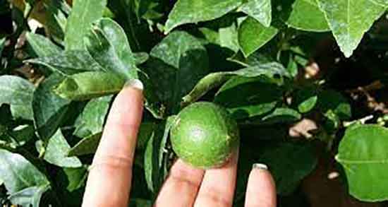 خواص خوردن هسته لیمو ترش ؛ فواید خوردن هسته لیمو ترش برای کلیه