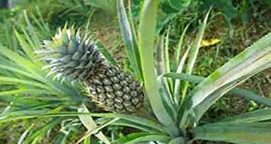 خواص دارویی آناناس و ایا خوردن میوه اناناس برای بدن خواص دارویی دارد خواص دارویی آناناس ؛ ایا خوردن میوه اناناس برای بدن خواص دارویی دارد