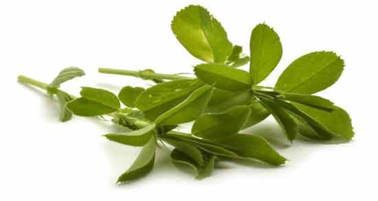 خواص درمانی برگ یونجه و تاثیر مصرف برگ یونجه برای درمان بیماری ها خواص درمانی برگ یونجه ؛ تاثیر مصرف برگ یونجه برای درمان بیماری ها