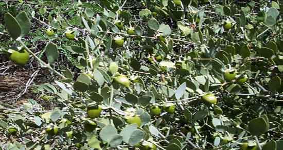 خواص درمانی روغن جوجوبا ؛ فواید مصرف روغن جوجوبا برای بدن انسان