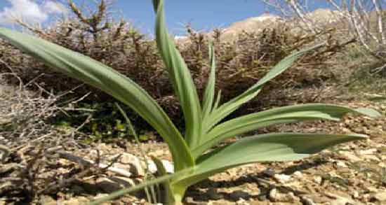 خواص درمانی سیر کوهی ؛ درمان بیماری ها با مصرف سیر کوهی