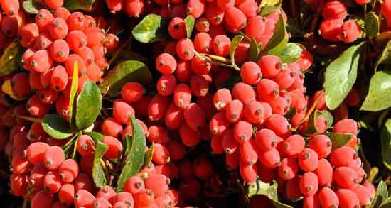 خواص دمنوش زرشک در بارداری ؛ خواص مصرف دمنوش زرشک برای زن باردار