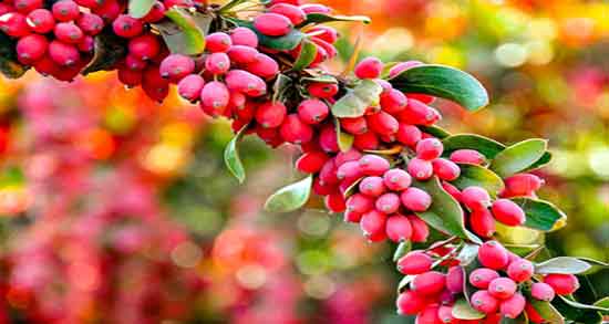 خواص دمنوش زرشک کوهی ؛ فواید مصرف زرشک کوهی برای کم خونی