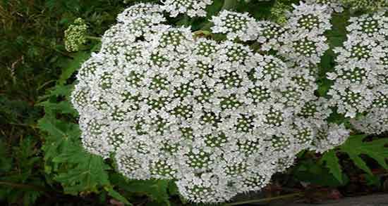 خواص دمنوش گلپر برای حافظه ؛ فواید مصرف دمنوش گلپر برای تقویت حافظه
