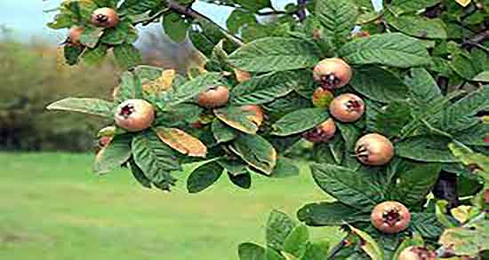 خواص رب ازگیل برای دیابت ؛ فواید مصرف رب ازگیل برای درمان قند خون
