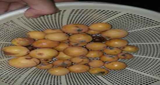 خواص رب ازگیل وحشی ؛ خاصیت خوردن رب ازگیل وحشی برای کم خونی