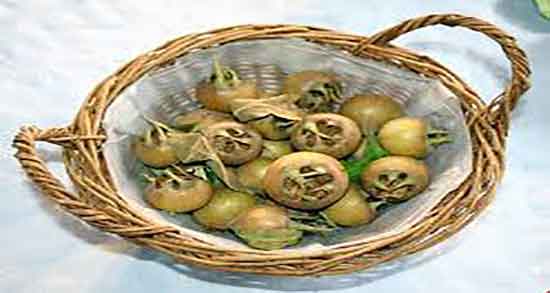 خواص رب کندس در طب سنتی ؛ فواید مصرف رب کندس از نظر طب سنتی