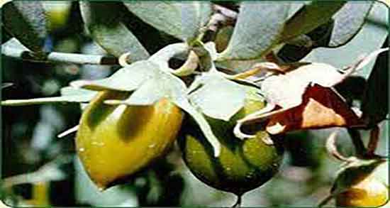 خواص روغن جوجوبا برای جوش ؛ فواید روغن جوجوبا برای جوش صورت