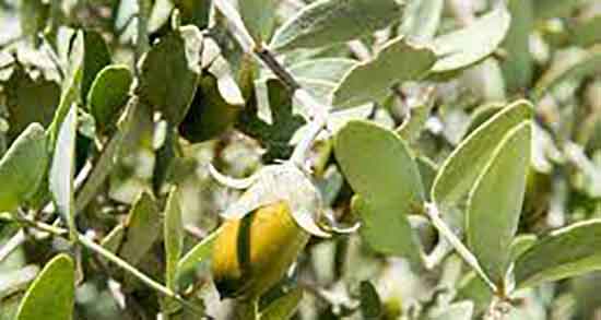 خواص روغن جوجوبا برای ریزش مو ؛ فواید استفاده روغن جوجوبا برای مو