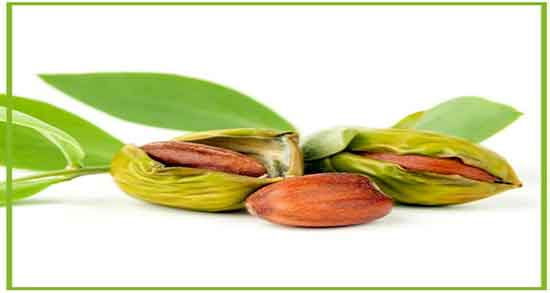 خواص روغن جوجوبا برای مو ؛ مصرف روغن جوجوبا برای پوست و مو