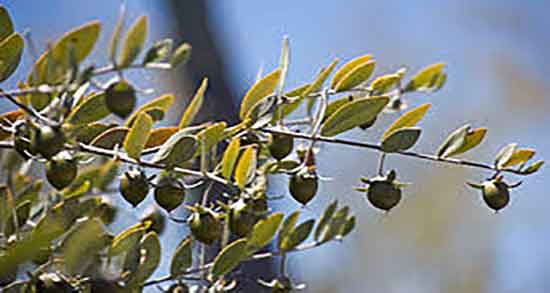 خواص روغن جوجوبا برای ناخن ؛ روغن جوجوبا برای پوسته شدن ناخن ها