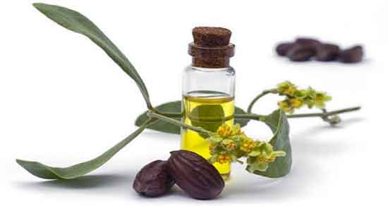 خواص روغن جوجوبا چیست ؛ طرز استفاده روغن جوجوبا برای پوست