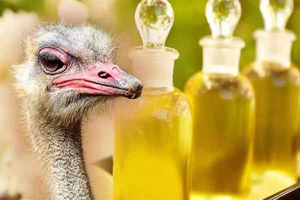 طریقه مصرف روغن شترمرغ برای پوست صورت خواص روغن شترمرغ برای واژن خواص روغن شترمرغ برای لک صورت خواص روغن شترمرغ برای مردان روغن شترمرغ برای ناحیه تناسلی خواص روغن شترمرغ برای استخوان خواص روغن شترمرغ برای مو روغن شترمرغ برای سفیدی پوست