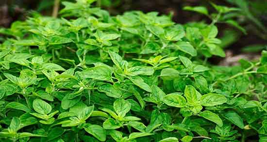 خواص روغن پونه برای مو ؛ تقویت ریشه موی سر با مصرف روغن پونه