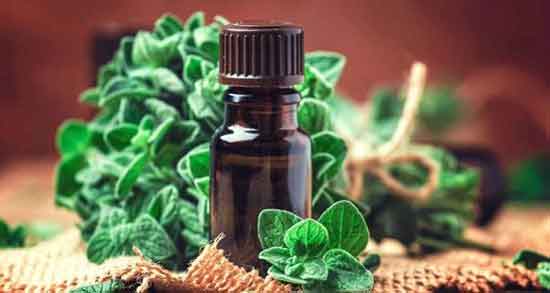 خواص روغن پونه در طب سنتی ؛ تاثیر مصرف روغن پونه از نظر طب سنتی