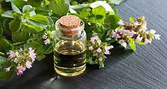 خواص روغن پونه کوهی برای پوست صورت ؛ خاصیت روغن پونه کوهی چیه