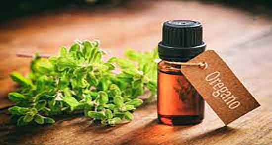 خواص روغن پونه کوهی برای پوست ؛ فواید روغن پونه کوهی برای صورت