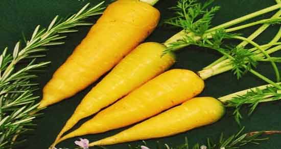 خواص زردک برای زنان ؛ فواید مصرف زردک برای حفظ سلامت زنان