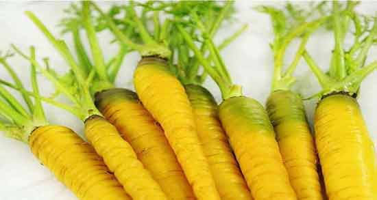 خواص زردک برای کبد ؛ فواید مصرف زردک برای درمان بیماری های کبد