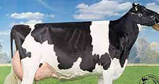 خواص زهله گاو در طب سنتی ؛ فواید زهله گاو از نظر طب سنتی چیه