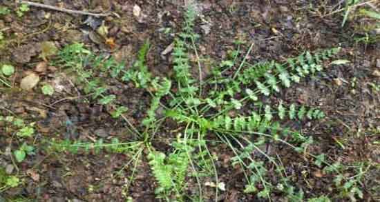 خواص سبزی چوچاق ؛ خاصیت استفاده از سبزی چوچاق برای سلامتی بدن