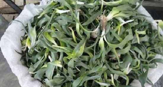 خواص سیر کوهی برای حافظه ؛ تاثیر مصرف سیر کوهی برای تقویت حافظه