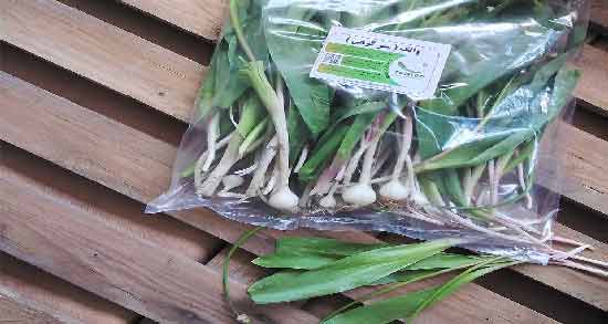 خواص سیر کوهی در طب سنتی ؛ خاصیت دارویی سیر کوهی از نظر طب سنتی