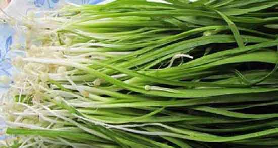 خواص سیر کوهی چیست ؛ بررسی خاصیت سیر کوهی برای سلامت بدن