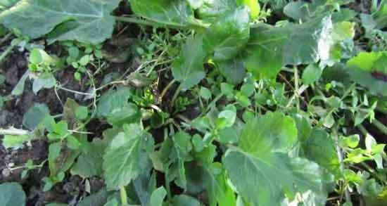 خواص عرق چوچاق ؛ آشنایی با خاصیت دارویی مصرف عرق چوچاق