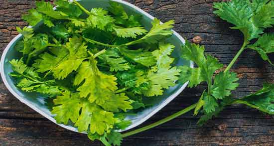 خواص عرق گشنیز برای معده ؛ فواید مصرف عرق گشنیز برای سلامت معده