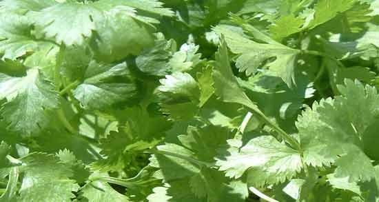 خواص عرق گشنیز در طب سنتی ؛ خاصیت درمانی عرق گشنیز از دیدگاه طب سنتی
