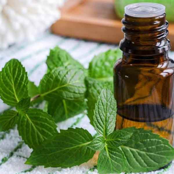 عصاره نعناع برای بخور طرز تهیه عصاره نعناع اسانس نعناع خیراندیش خواص اسانس نعناع در طب سنتی اسانس نعناع دیجی کالا مهمترین خواص نعناع خواص نعناع خشک خواص ساقه نعناع