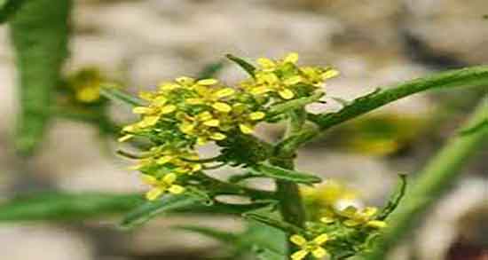 خواص قدومه برای بارداری ؛ فواید مصرف قدومه برای جنین زنان باردار