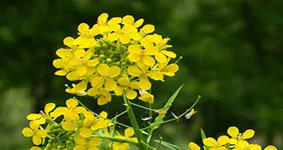 خواص قدومه برای پوست و ایا قدومه شیرازی برای التهاب پوستی مفیده خواص قدومه برای پوست ؛ ایا قدومه شیرازی برای التهاب پوستی مفیده