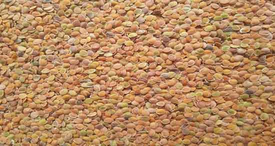 خواص قدومه برای یبوست ؛ فواید مصرف قدومه برای درمان یبوست کودکان