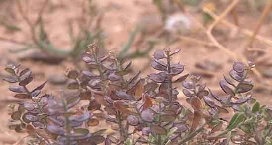 خواص قدومه در بارداری و فواید مصرف گل قدومه برای جنین زنان باردار خواص قدومه در بارداری ؛ فواید مصرف گل قدومه برای جنین زنان باردار