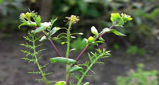 خواص قدومه در طب سنتی ؛ فواید قدومه شیرازی از نظر طب سنتی