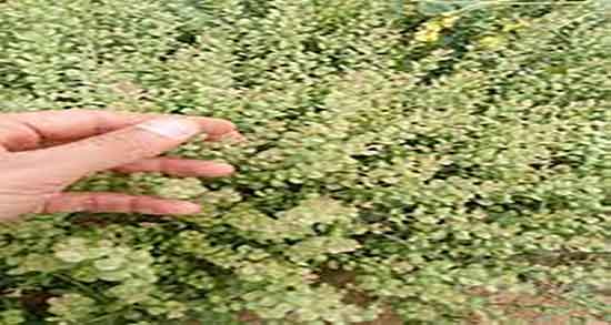 خواص قدومه شیرازی برای لاغری ؛ فواید قدومه شیرازی برای چربی سوزی